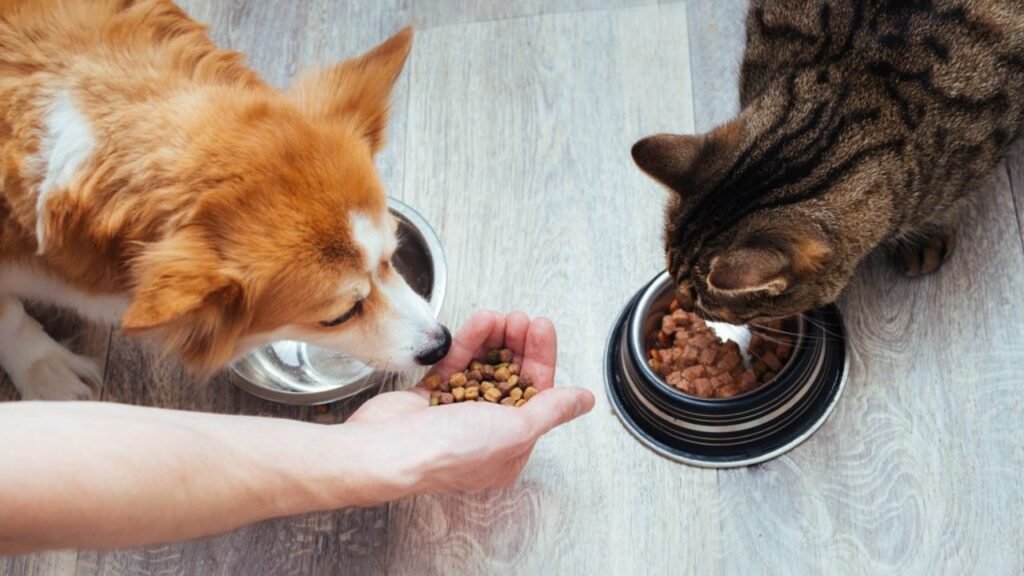 How to Transition Your Pet to WellHealthOrganic Organic Pet Food